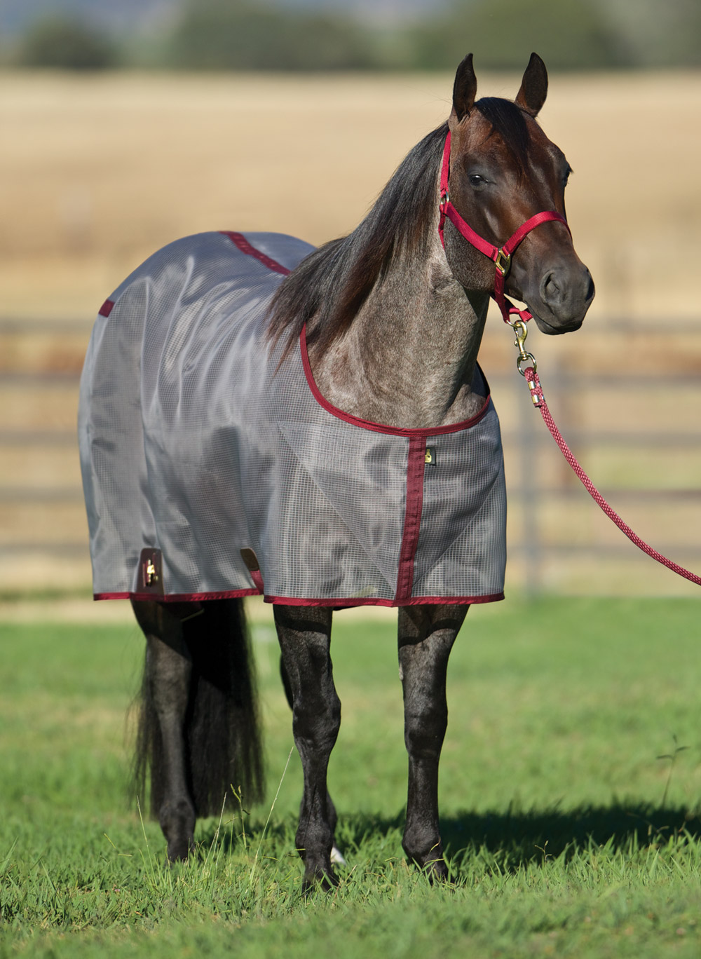 Horse Blanket Accessories