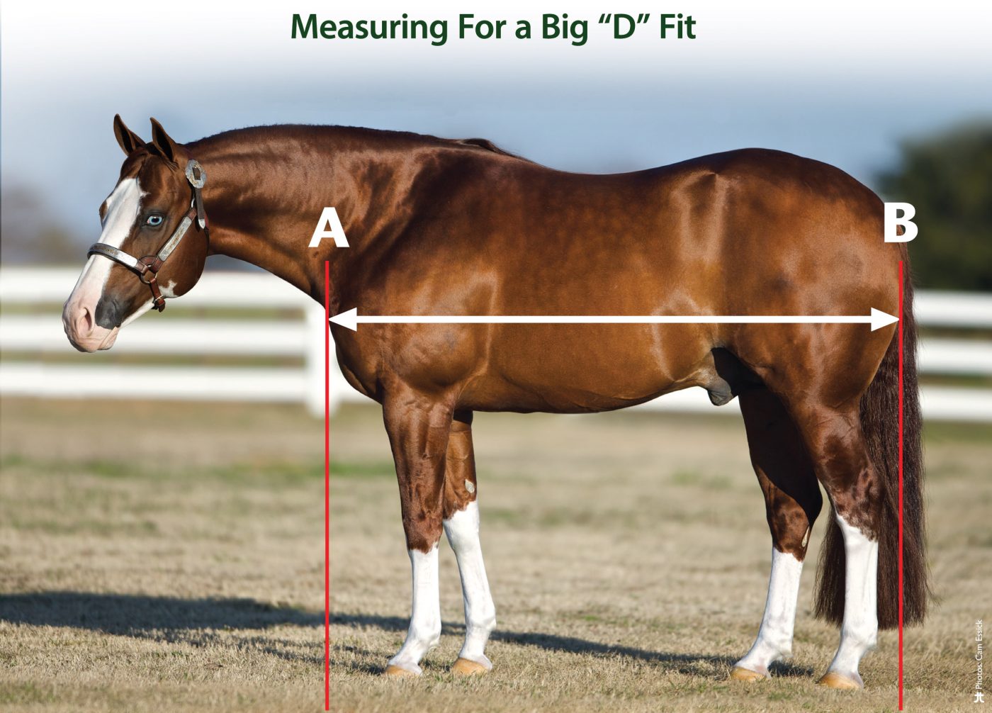 Customization Big D Products