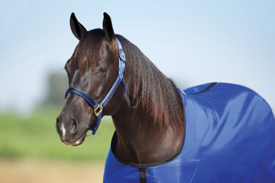 Classic Equine Open Front Nylon Stable Sheet- Aloha Blue main image 0
