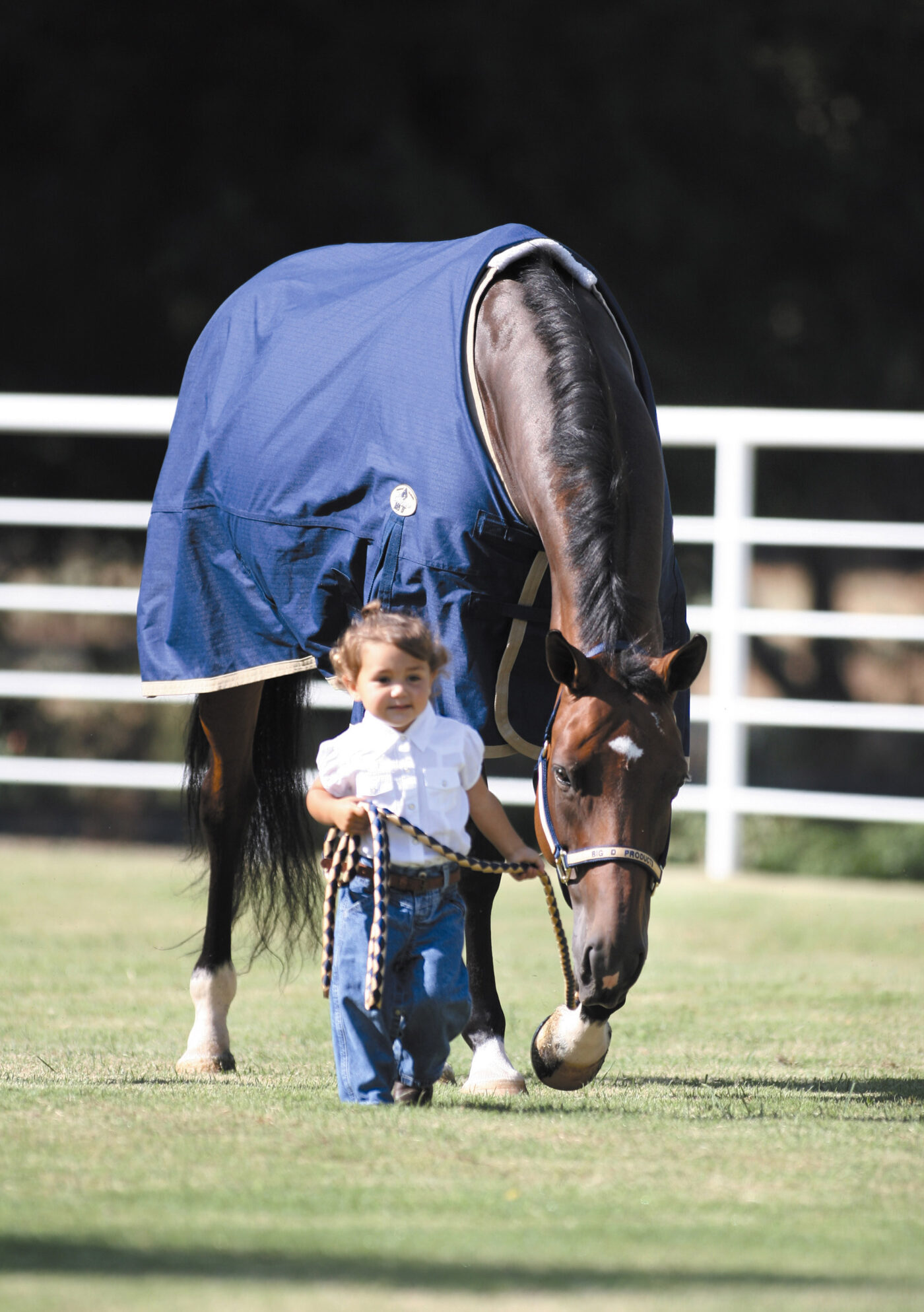 Espree Sheet Big D Products