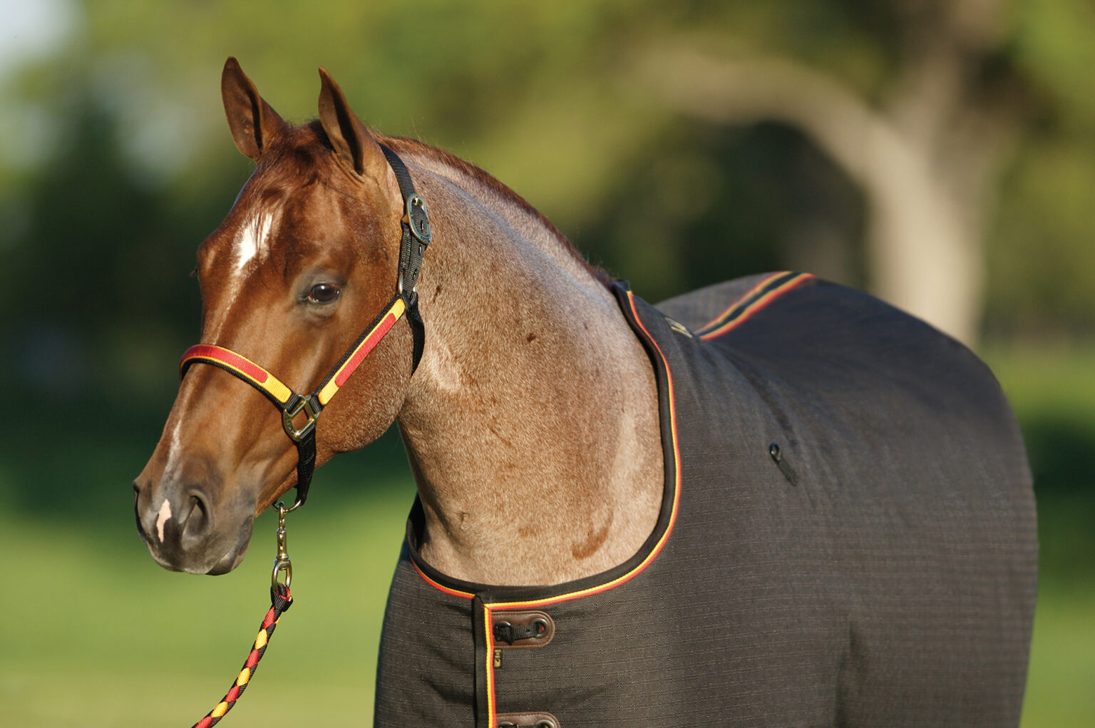 Magnum Lite Big D Products