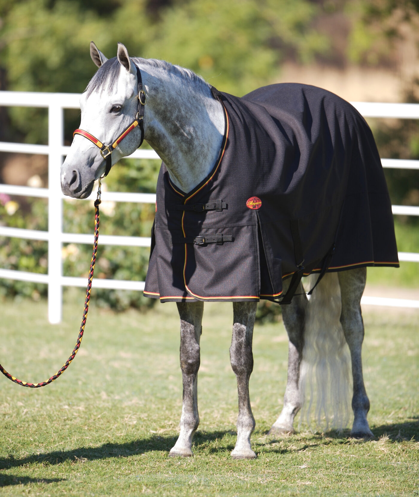 Magnum Sheet Big D Products